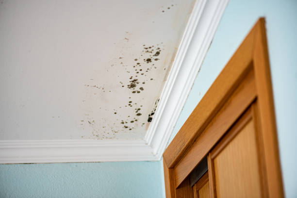 Best Water Damage Restoration  in Henryville, IN