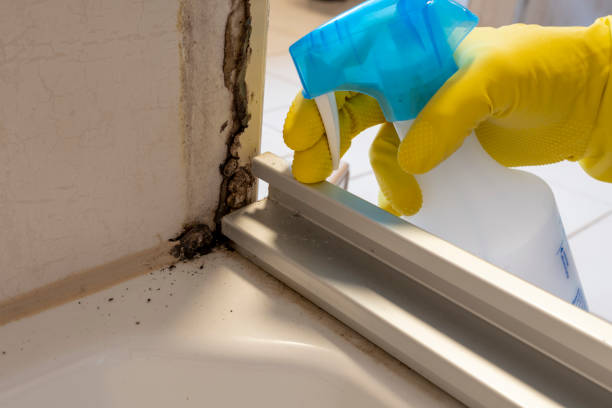 Office Mold Removal Services in Henryville, IN