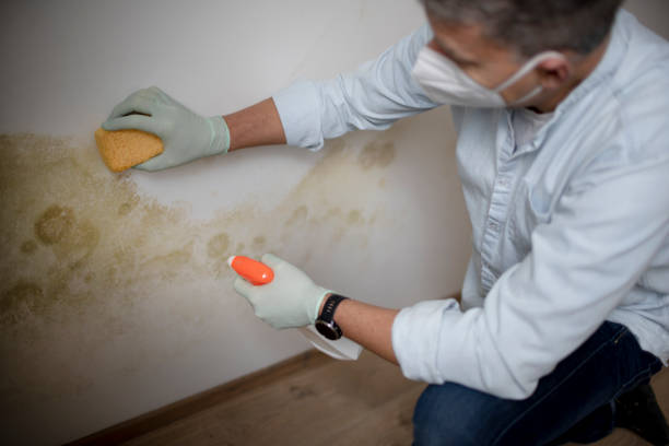 Best Mold Removal Specialists  in Henryville, IN