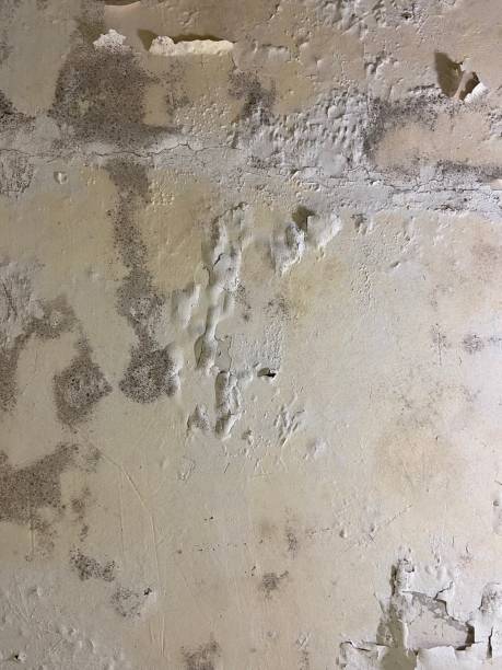 Best Mold Removal Near Me  in Henryville, IN