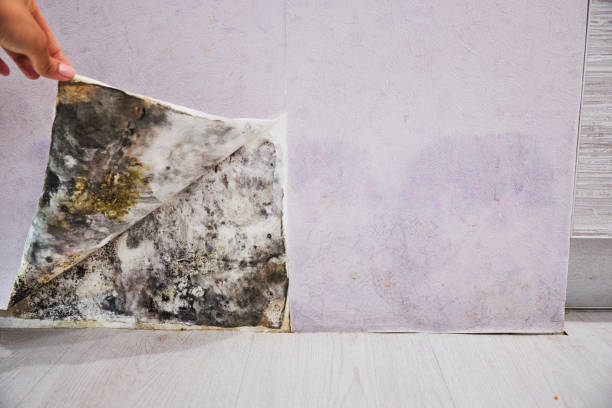 Best Commercial Mold Removal  in Henryville, IN